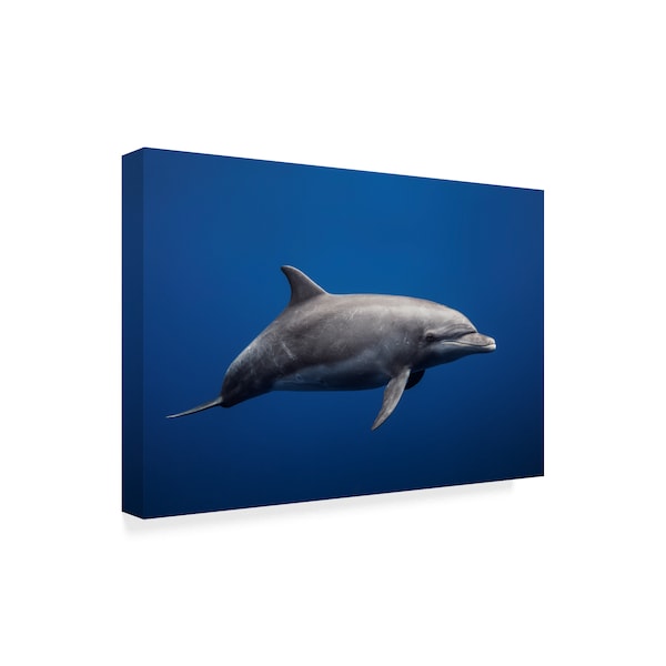 Barathieu Gabriel 'Dolphin On Blue' Canvas Art,22x32